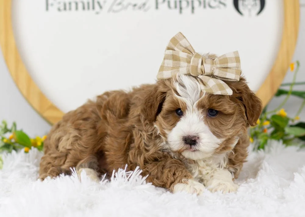 Violet goldendoodle for sale(4).jpg