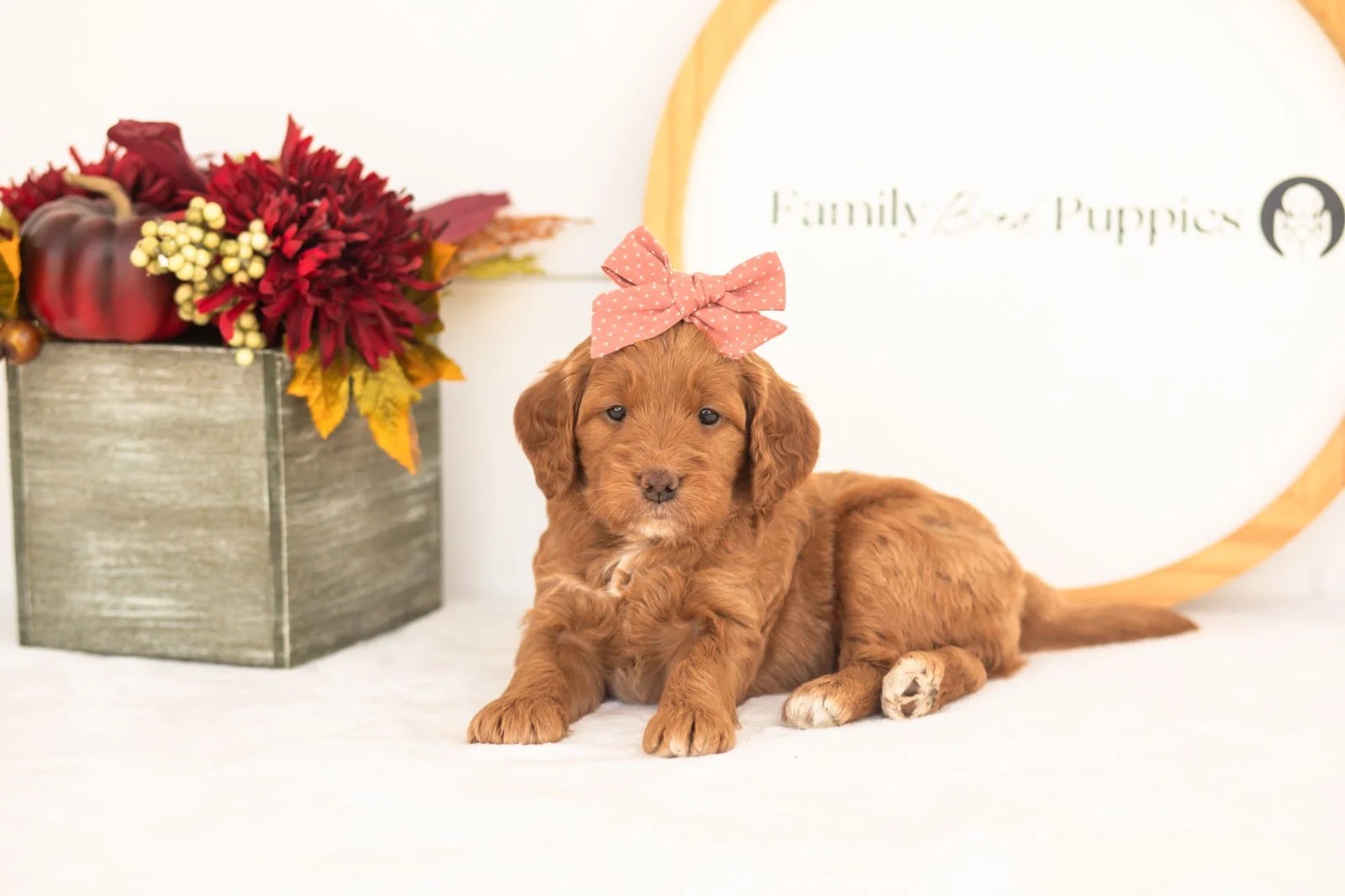 Belle goldendoodle for sale(3).jpg