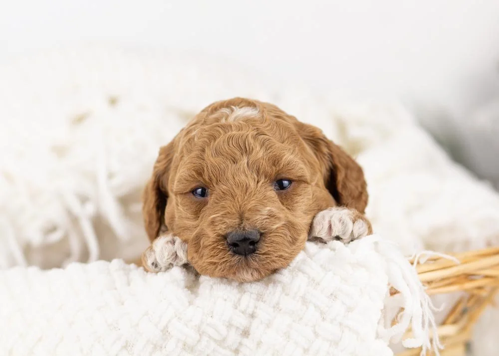 Glinda goldendoodle for sale(1).jpg