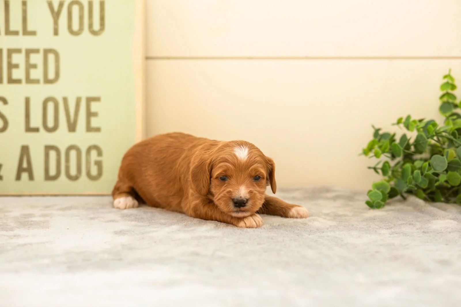 Espresso goldendoodle for sale(3).jpg