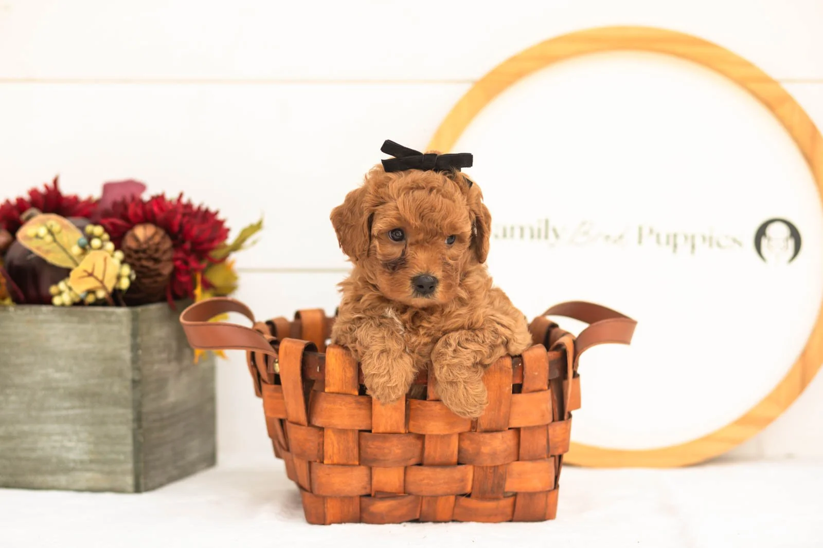Ladybug goldendoodle for sale(1).jpg