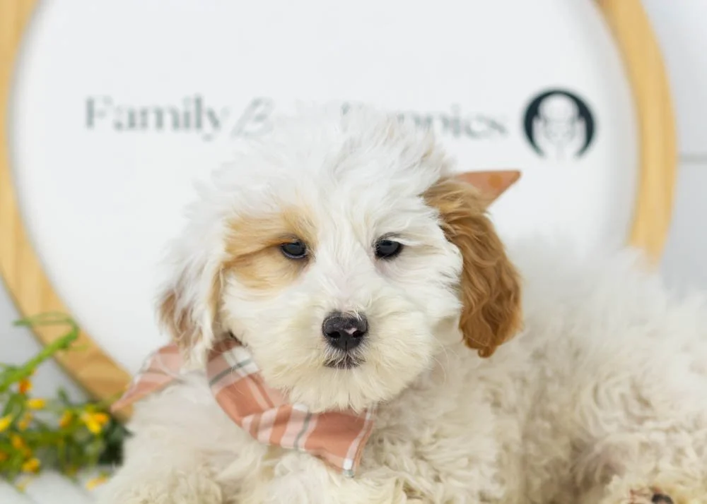 Buddy goldendoodle for sale(1).jpg