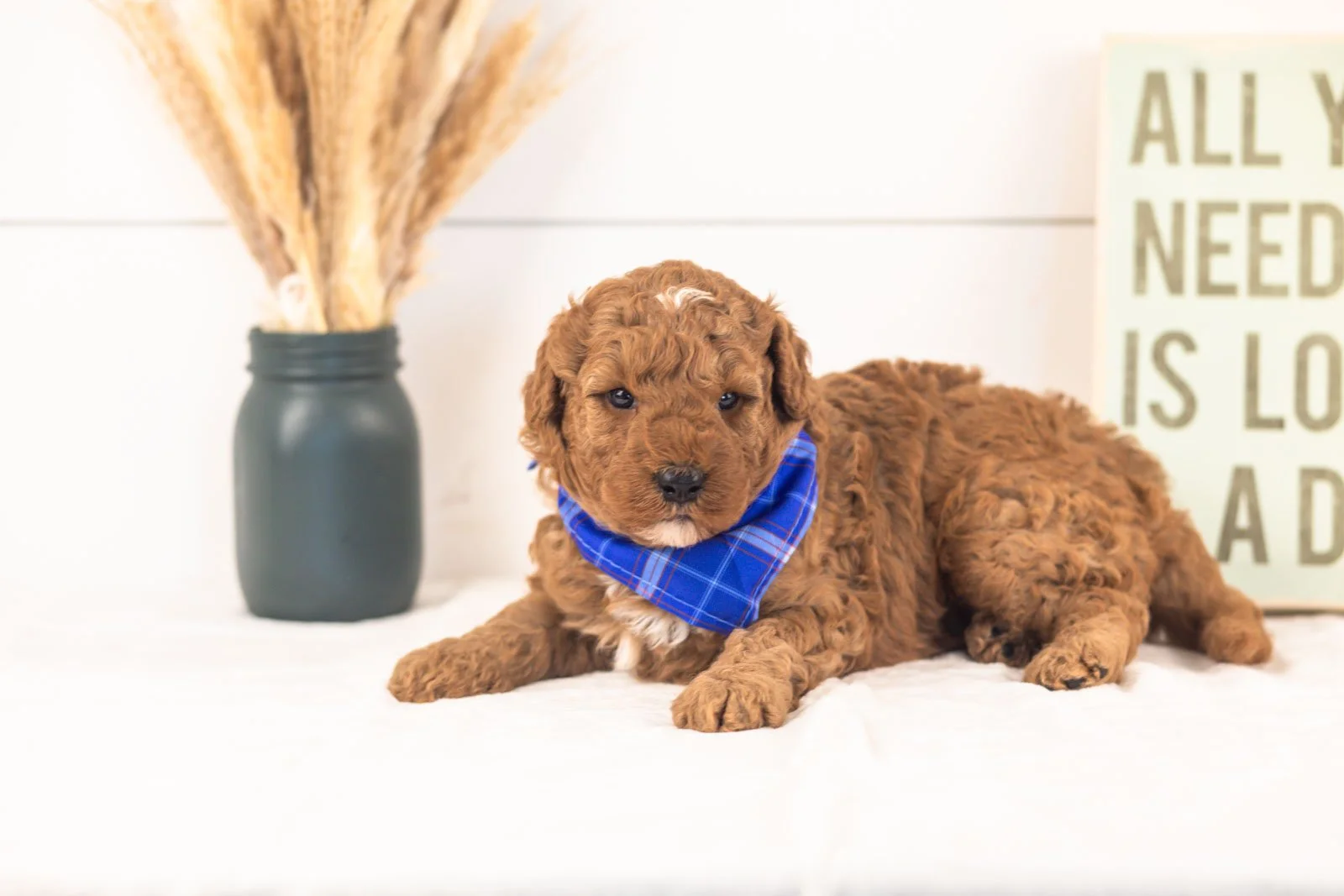 Humperdinck goldendoodle for sale(3).jpg