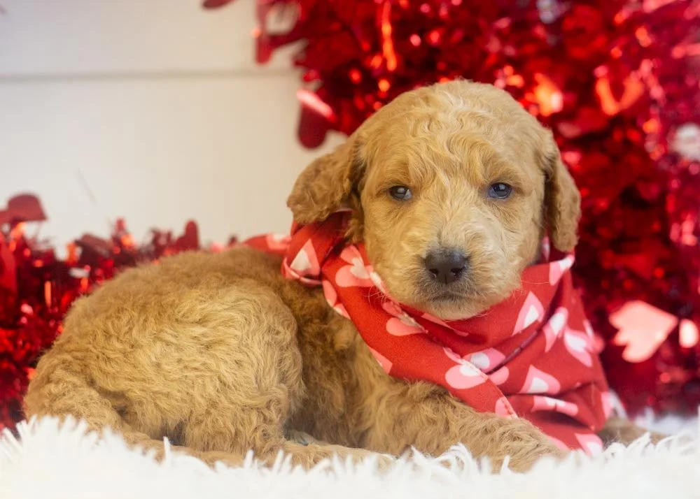 Landry goldendoodle for sale(3).jpg