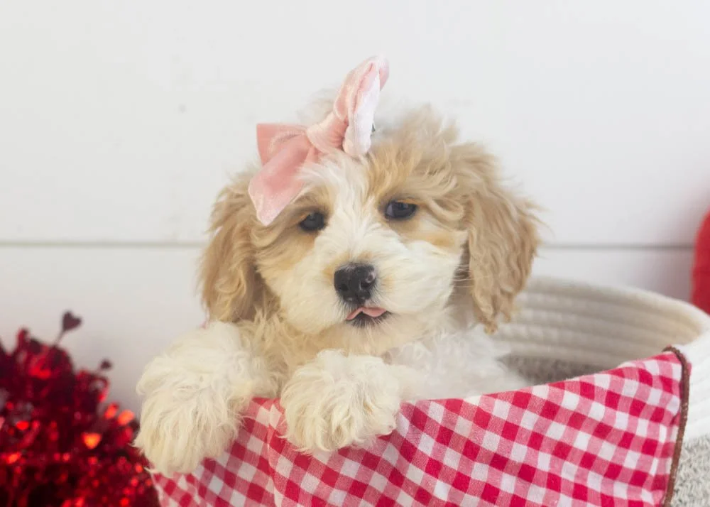 Honey goldendoodle for sale(1).jpg