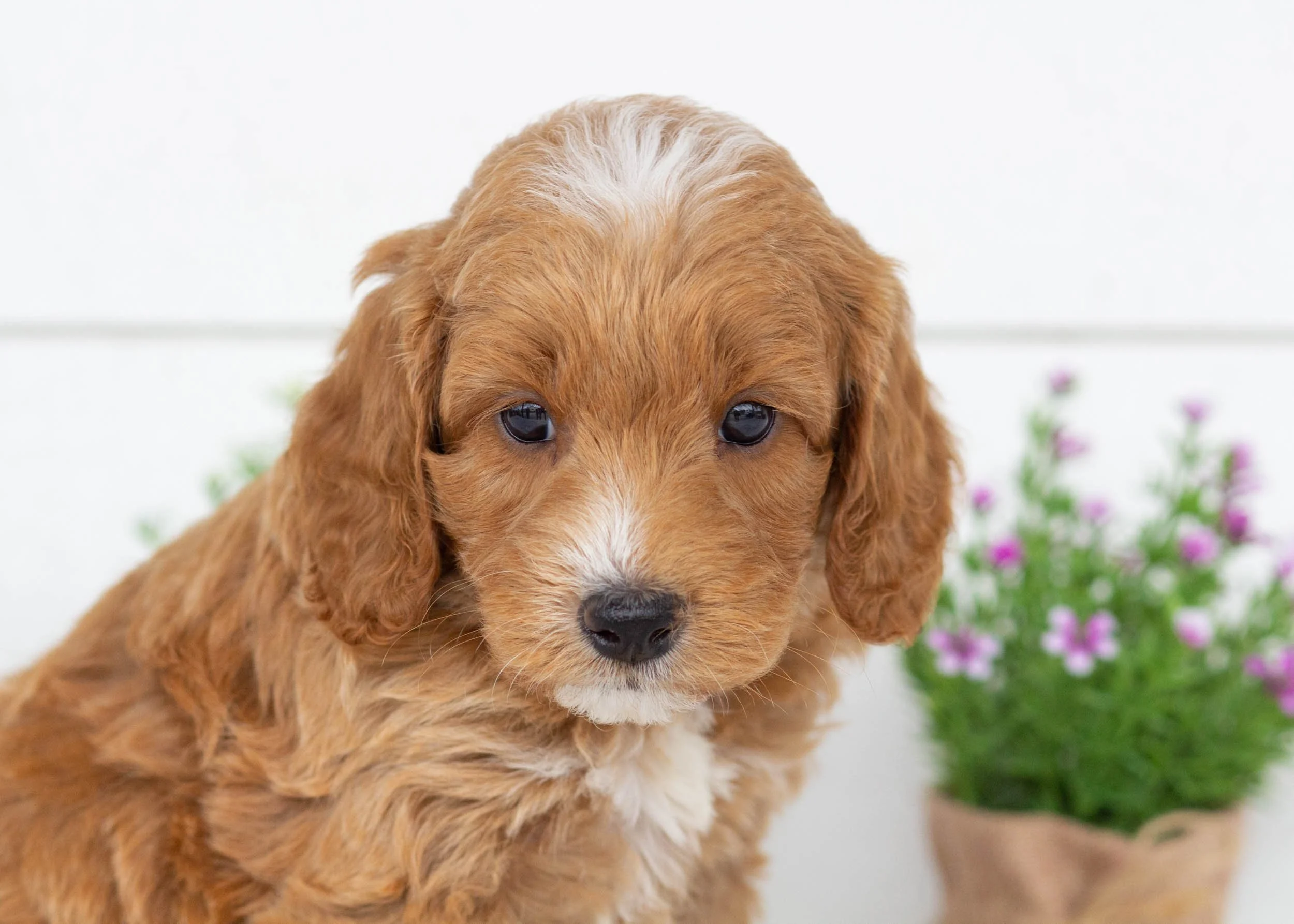 Brody goldendoodle for sale8.jpg