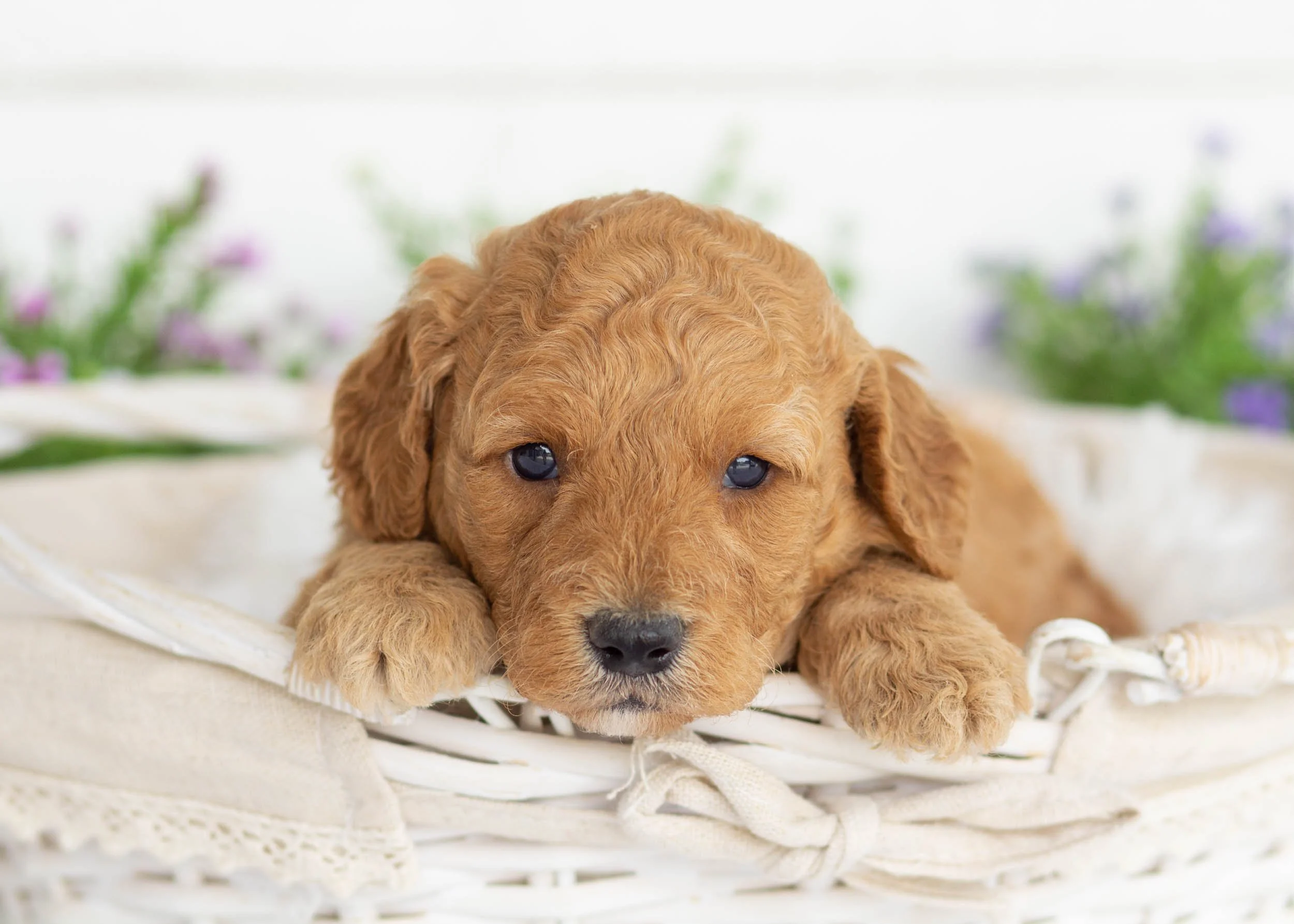 Frankie Goldendoodle for sale.jpg
