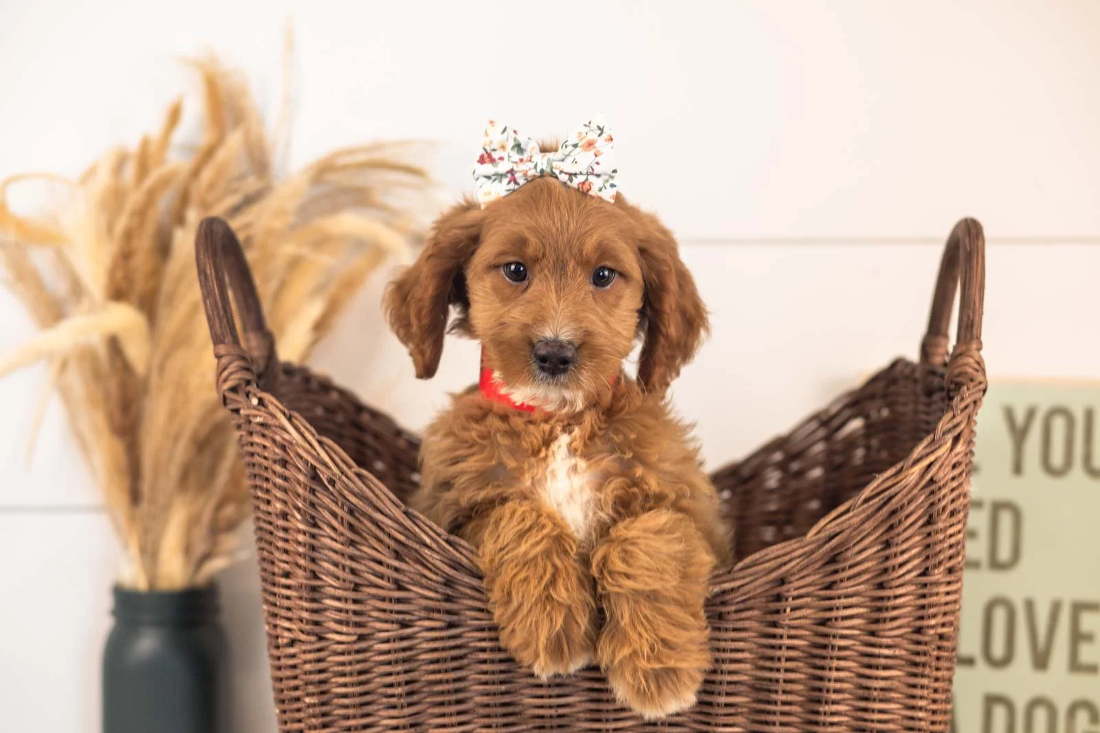 Ember goldendoodle for sale.jpg