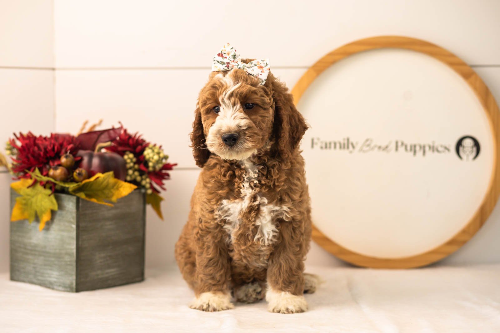 Lindsey goldendoodle for sale.jpg
