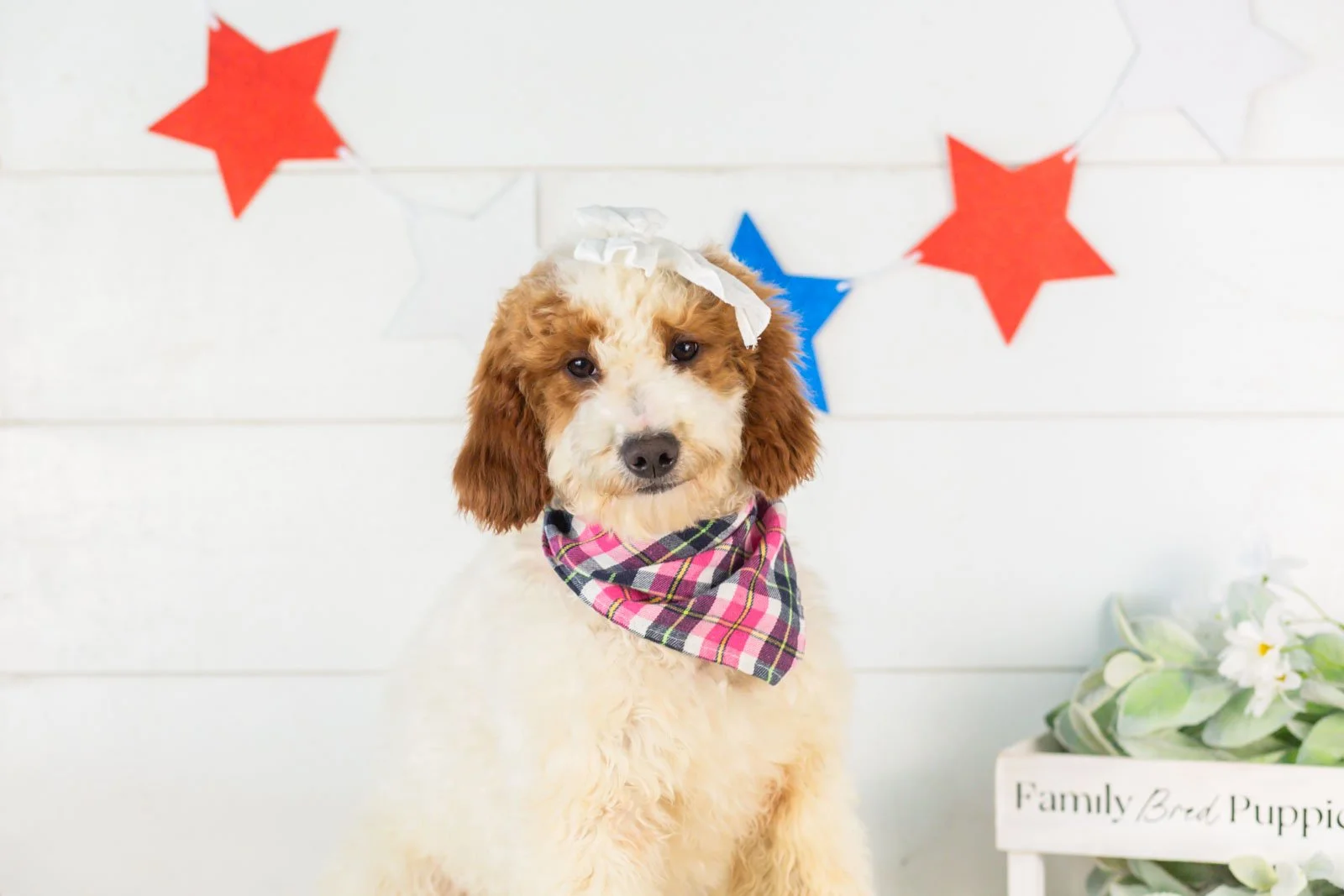 Dolly Parton goldendoodle for sale(3).jpg