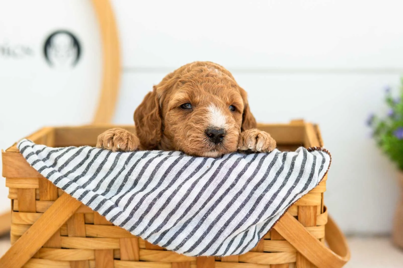 Misty golendoodle for sale(3).jpg