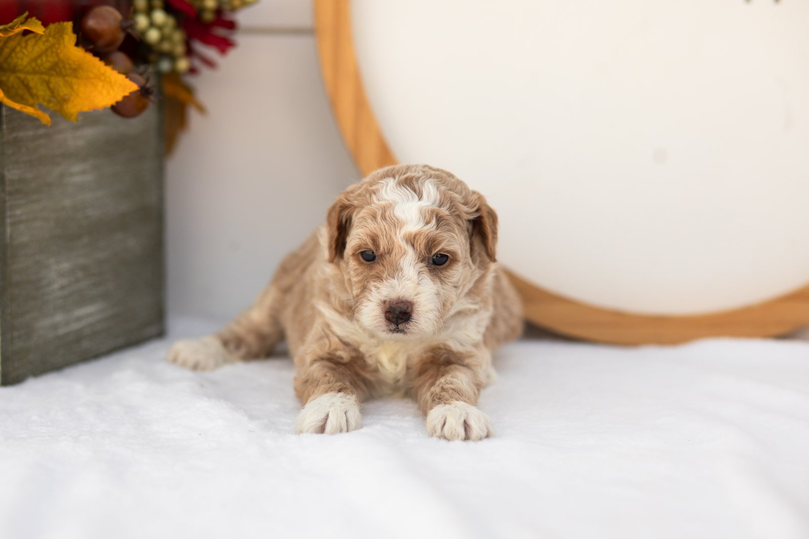 Pink Lady goldendoodle for sale(3).jpg