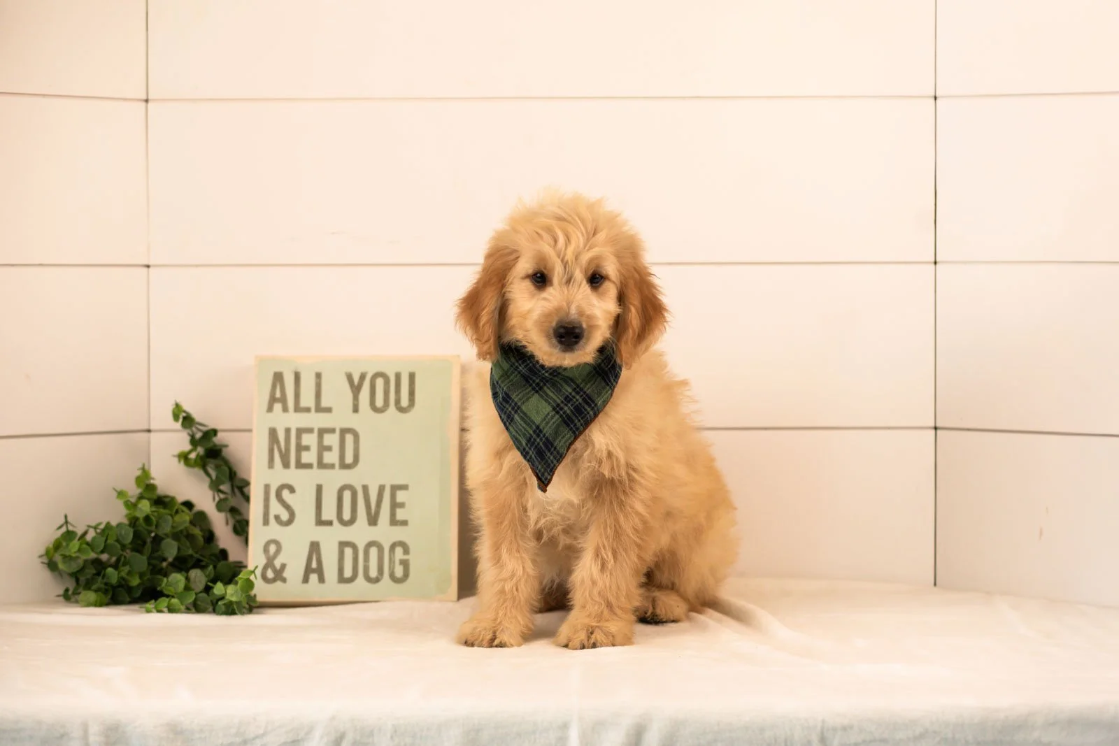 Ezra goldendoodle for sale.jpg