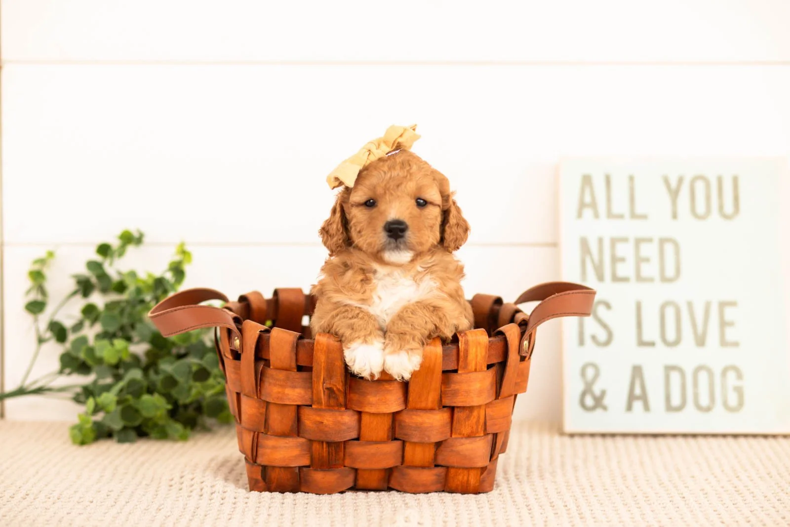 Denim goldendoodle for sale(3).jpg