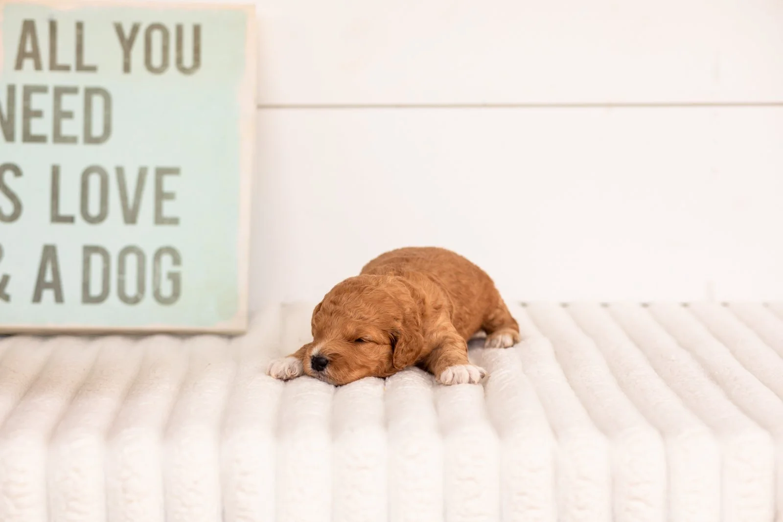 Denim goldendoodle for sale.jpg