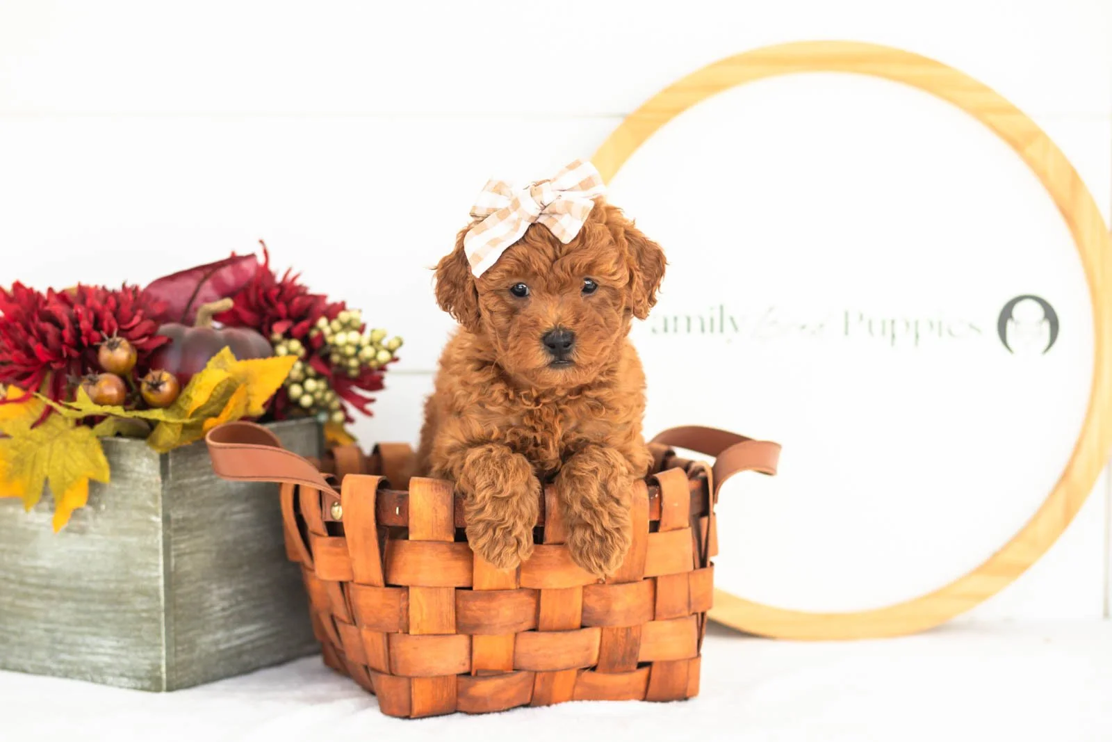 Fleece goldendoodle for sale(4).jpg