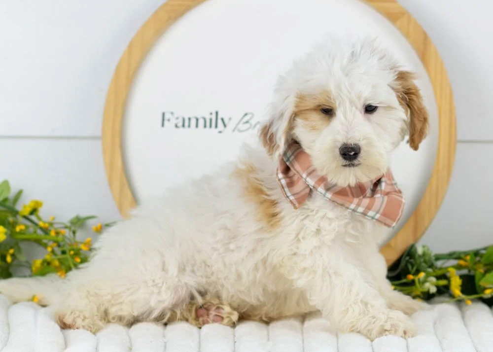 Buddy goldendoodle for sale.jpg