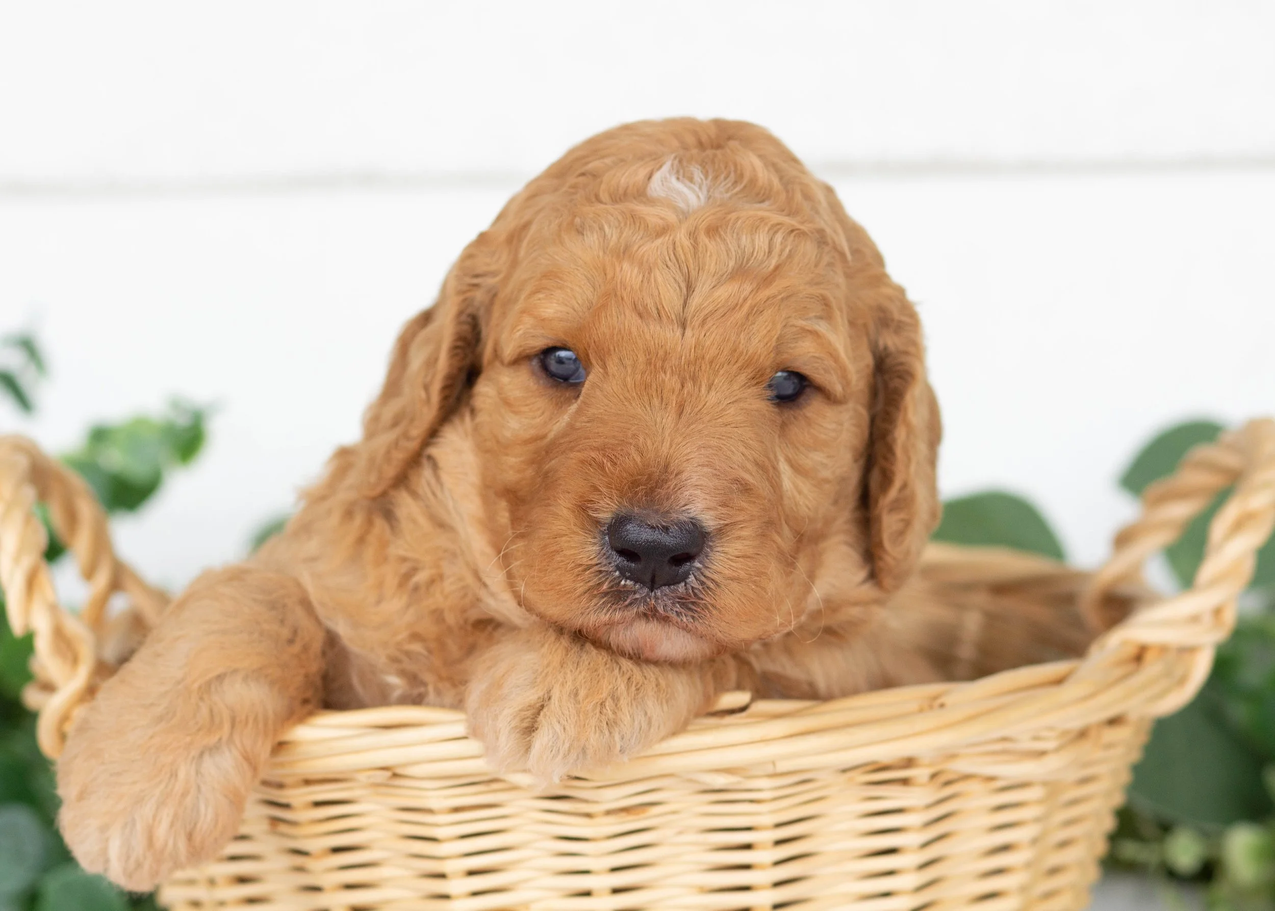 Tuffnut Goldendoodle for sale.jpg