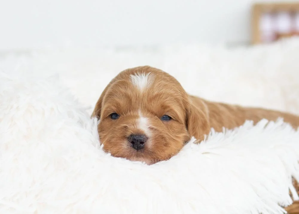 Angel Goldendoodle for sale.jpg