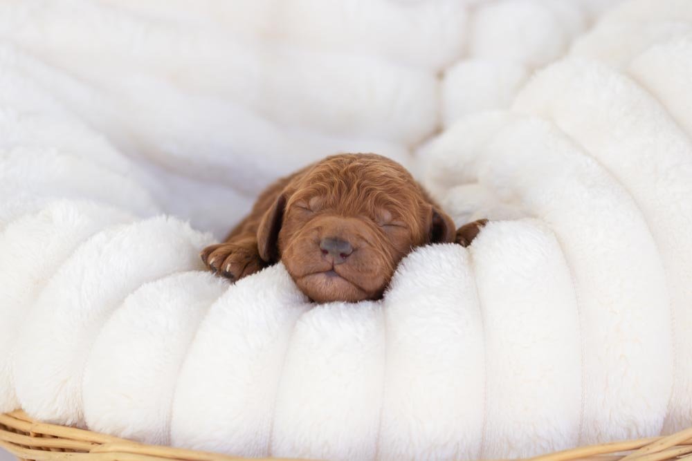 Bear goldendoodle for sale.jpg