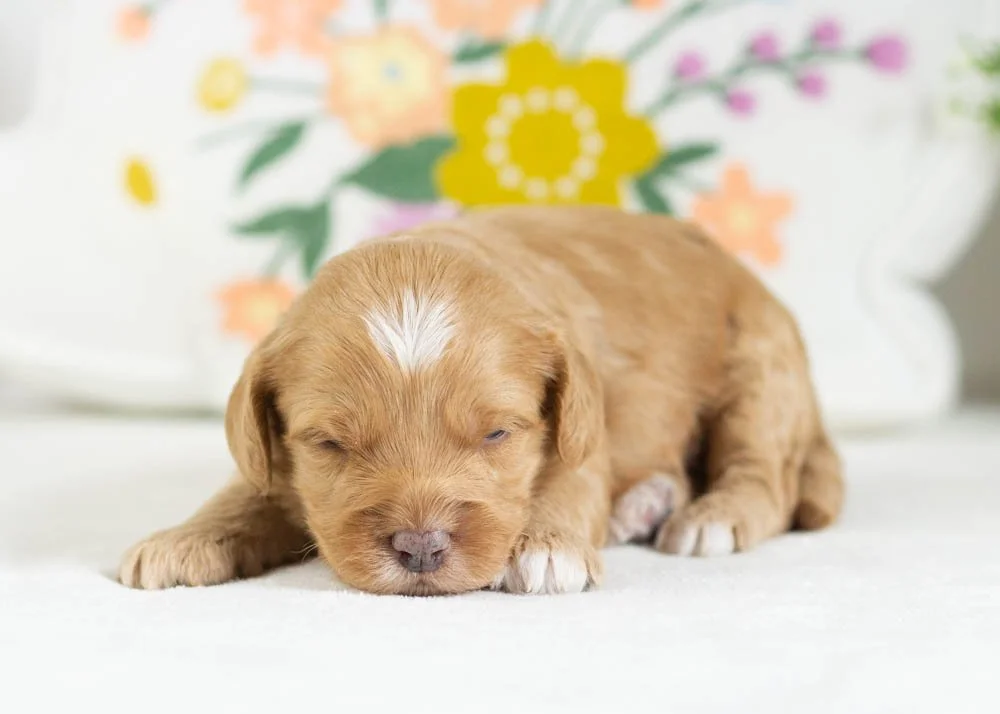 cannoli goldendoodle for sale(3).jpg