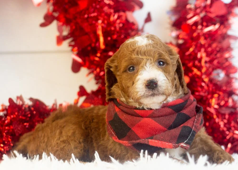 Riff goldendoodle for sale(1).jpg