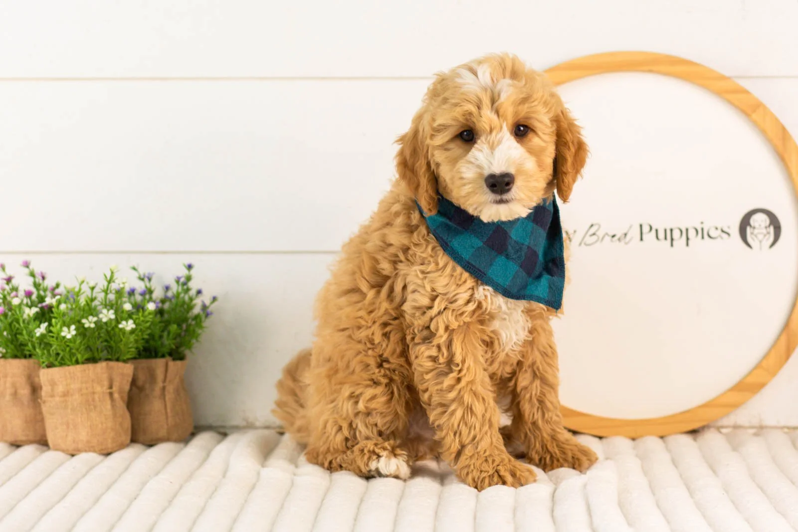 mathew goldendoodle for sale.(2).jpg