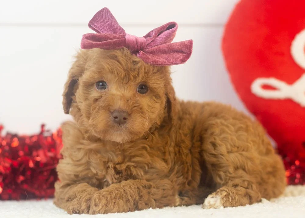 Doug 12-22-25 Virginia 2.76.jpg