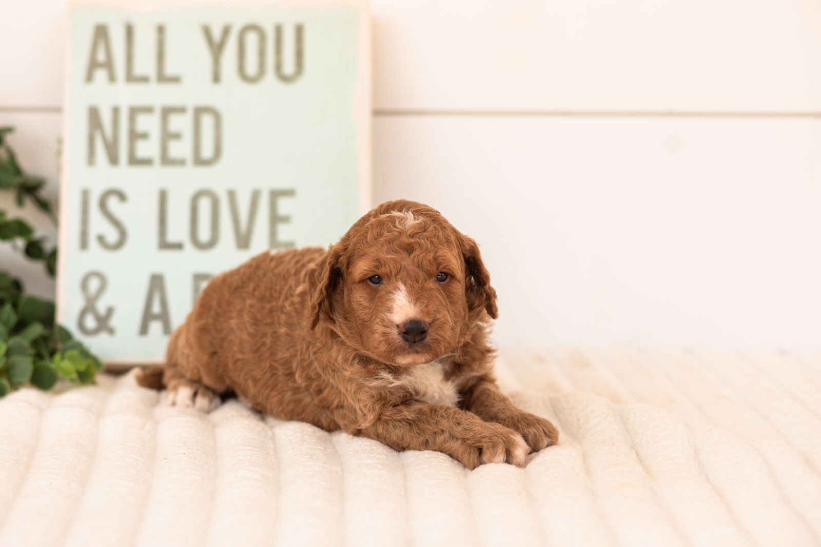 Guppy goldendoodle for sale(2).jpg