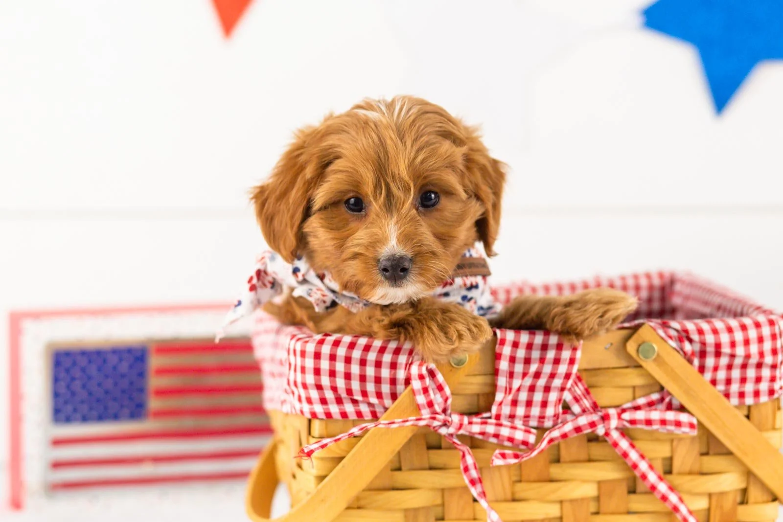 Fritter goldendoodle for sale(3).jpg