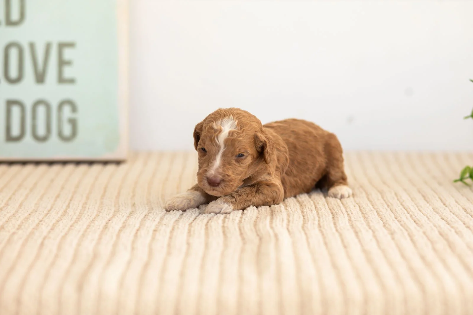 Tatra goldendoodle for sale(3).jpg
