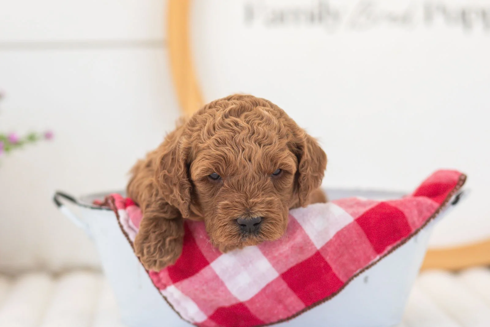 mallory goldendoodle for sale(2).jpg