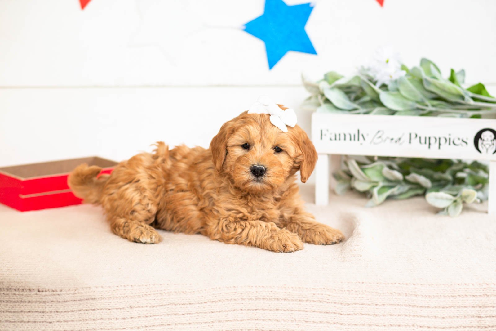 edith goldendoodle for sale.jpg