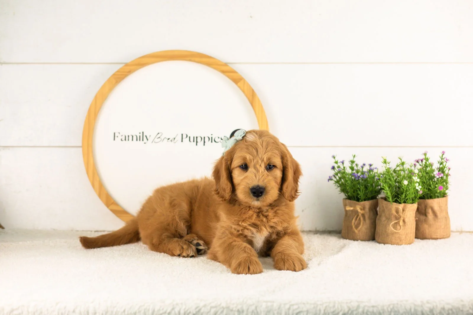 Cha Cha goldendoodle for sale.jpg