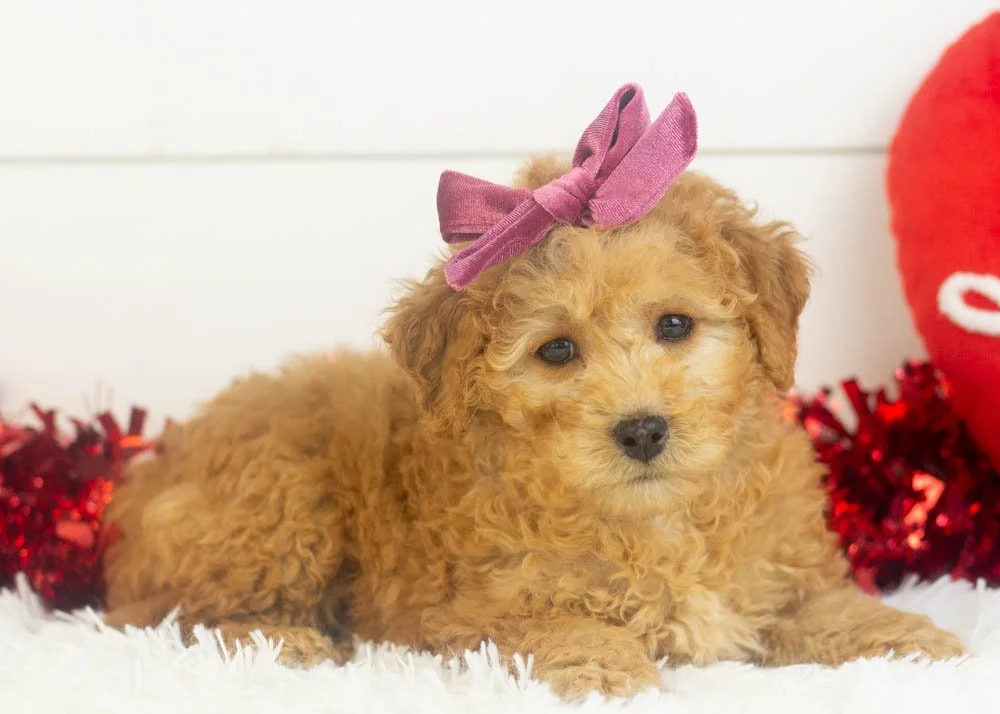 Georgia goldendoodle for sale(2).jpg