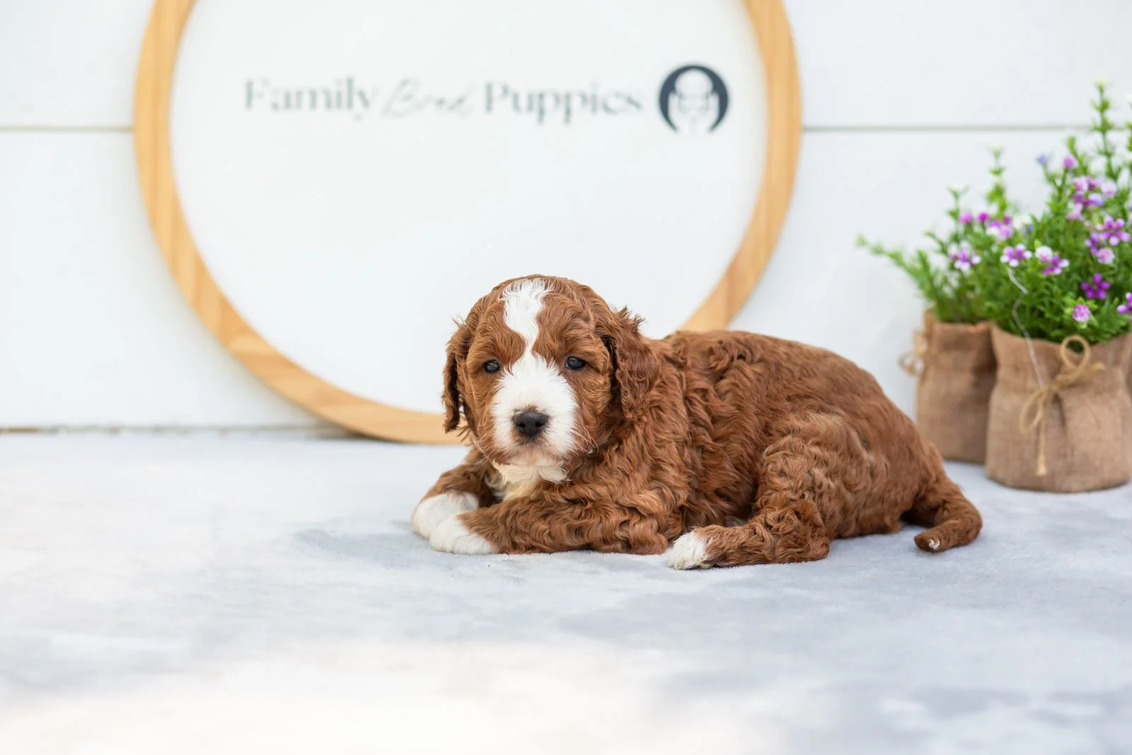 Sesame goldendoodle for sale(3).jpg