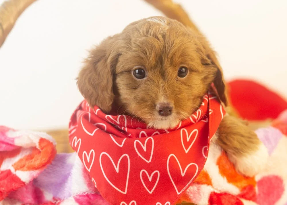 Doug 12-16-25 Luigi 2.92-3.jpg