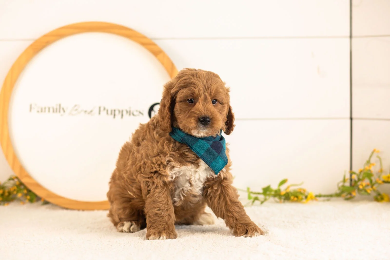 Ron Goldendoodle for sale(2).jpg