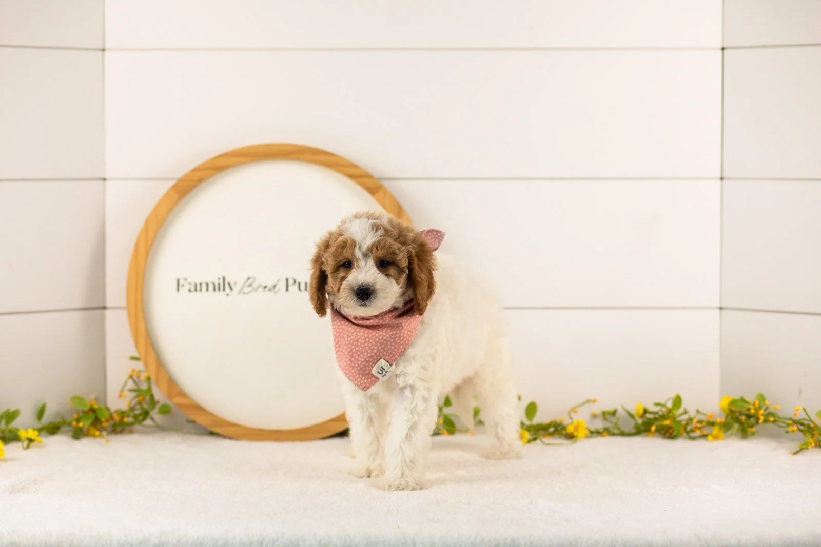 Lark goldendoodle for sale.jpg