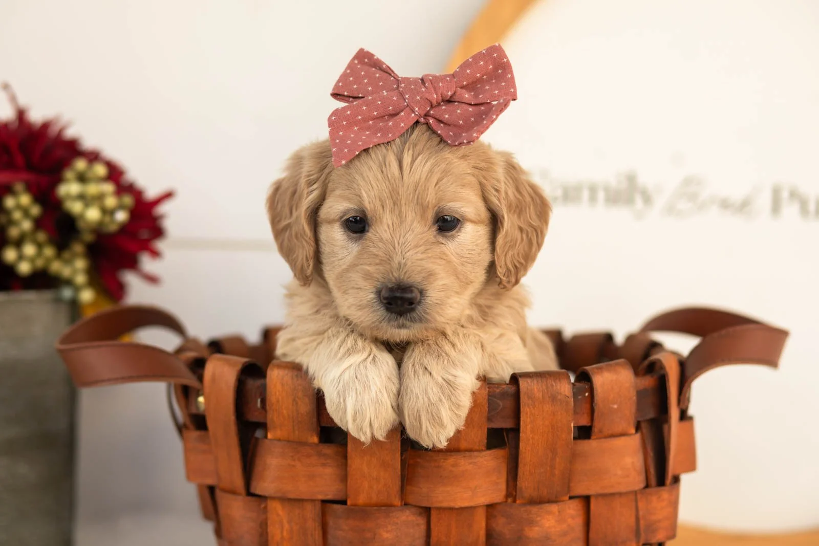 Violet goldendoodle for sale(2).jpg