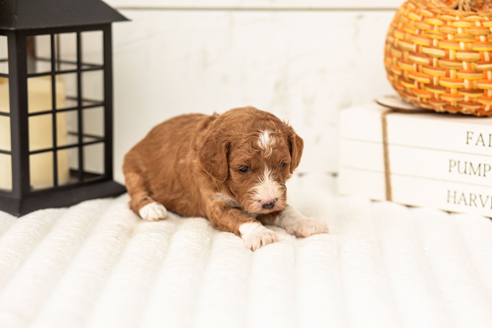 Sophia goldendoodle for sale 5.jpg