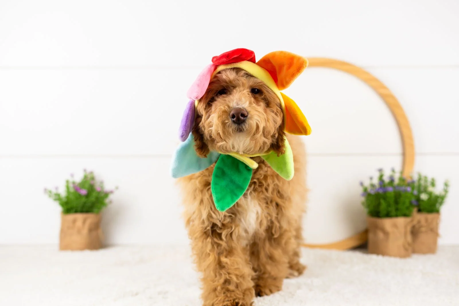 ohio goldendoodle for sale(2).jpg