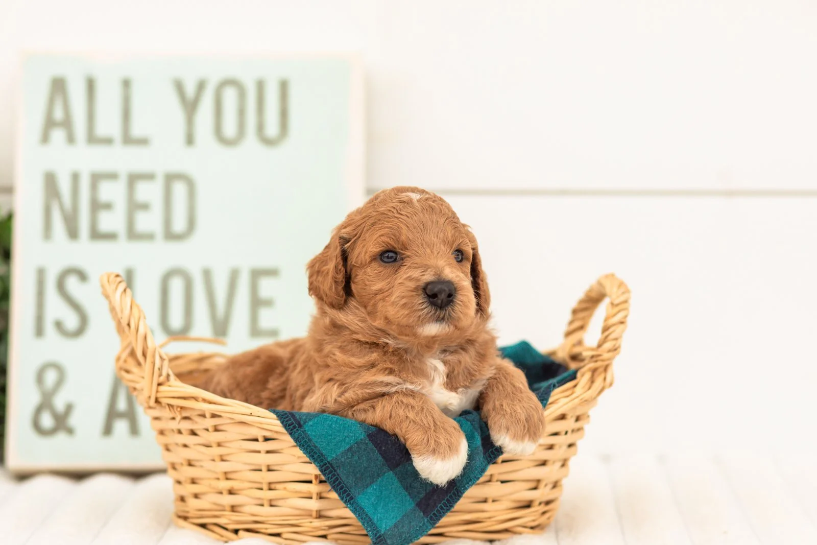 Fancy goldendoodle for sale(3).jpg