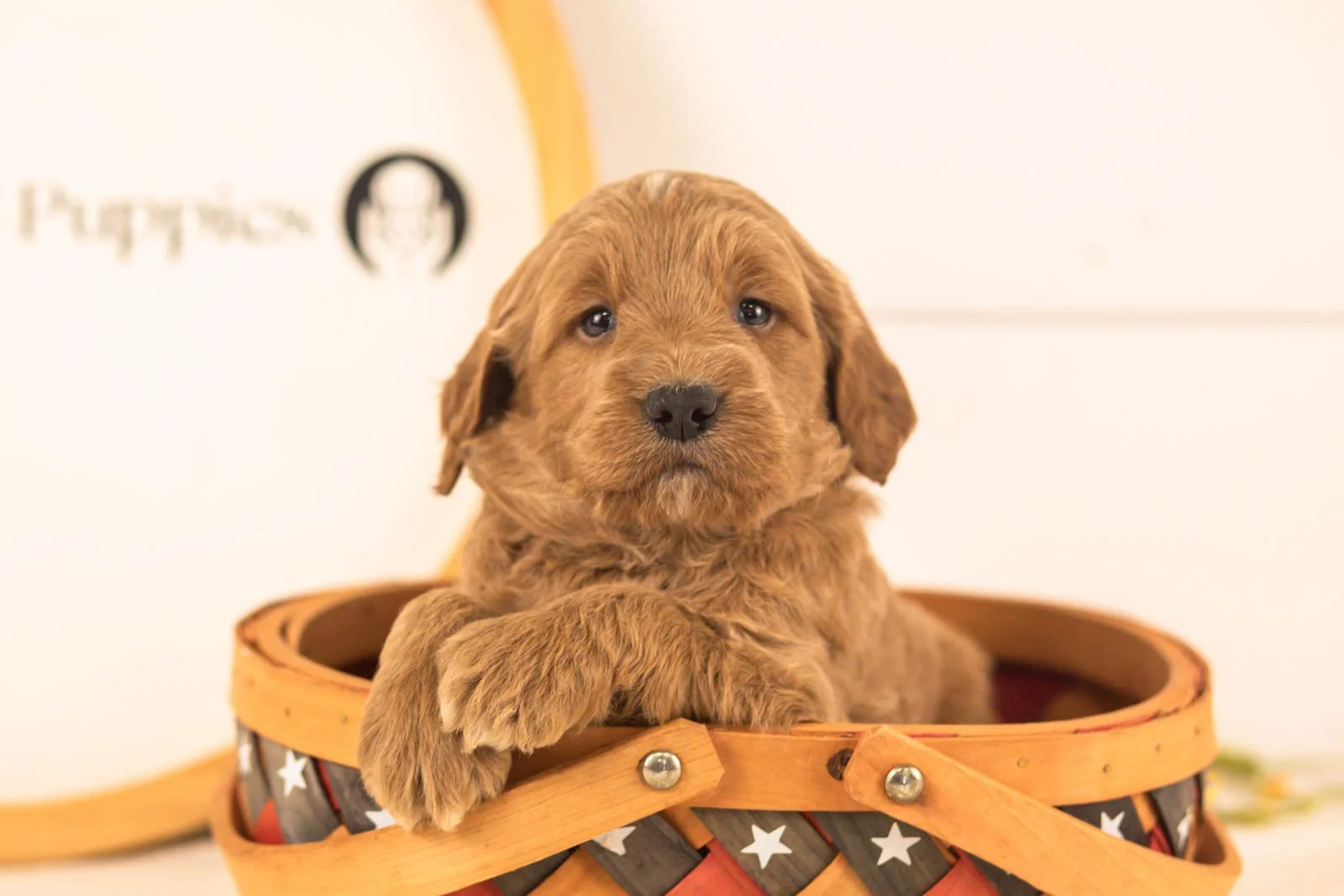 Oscar goldendoodle for sale(3).jpg