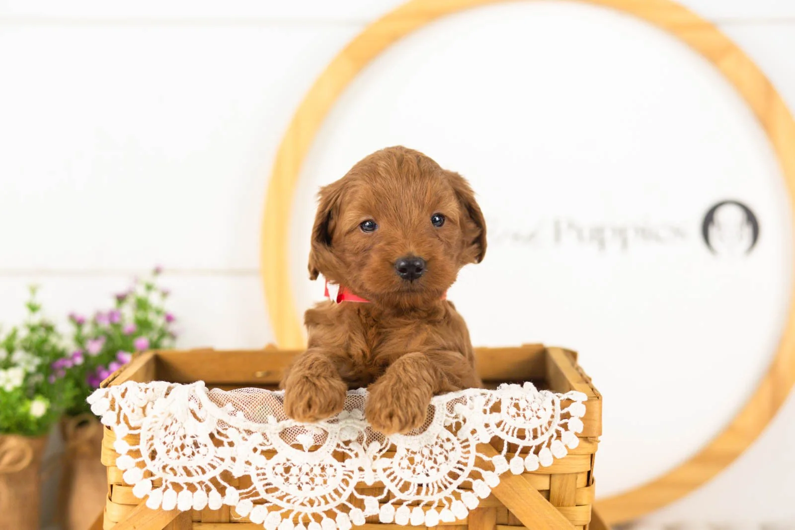 Lance goldendoodle for sale(2).jpg