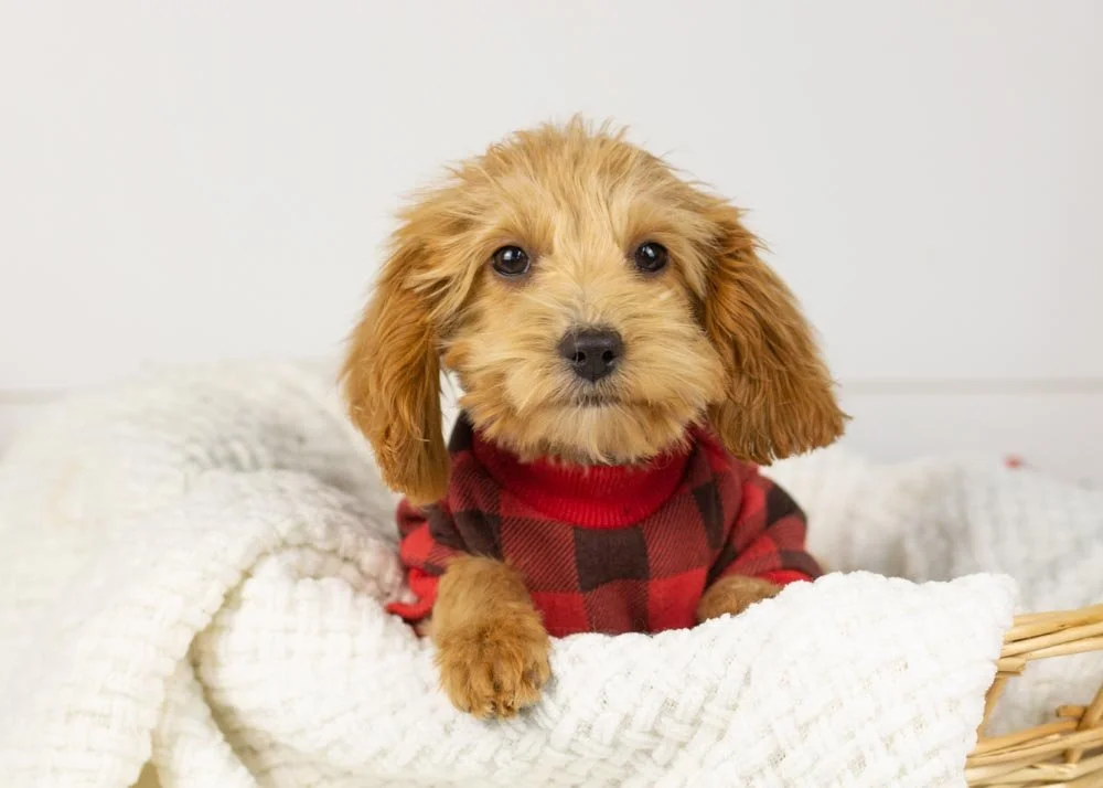 goldendoodle for sale