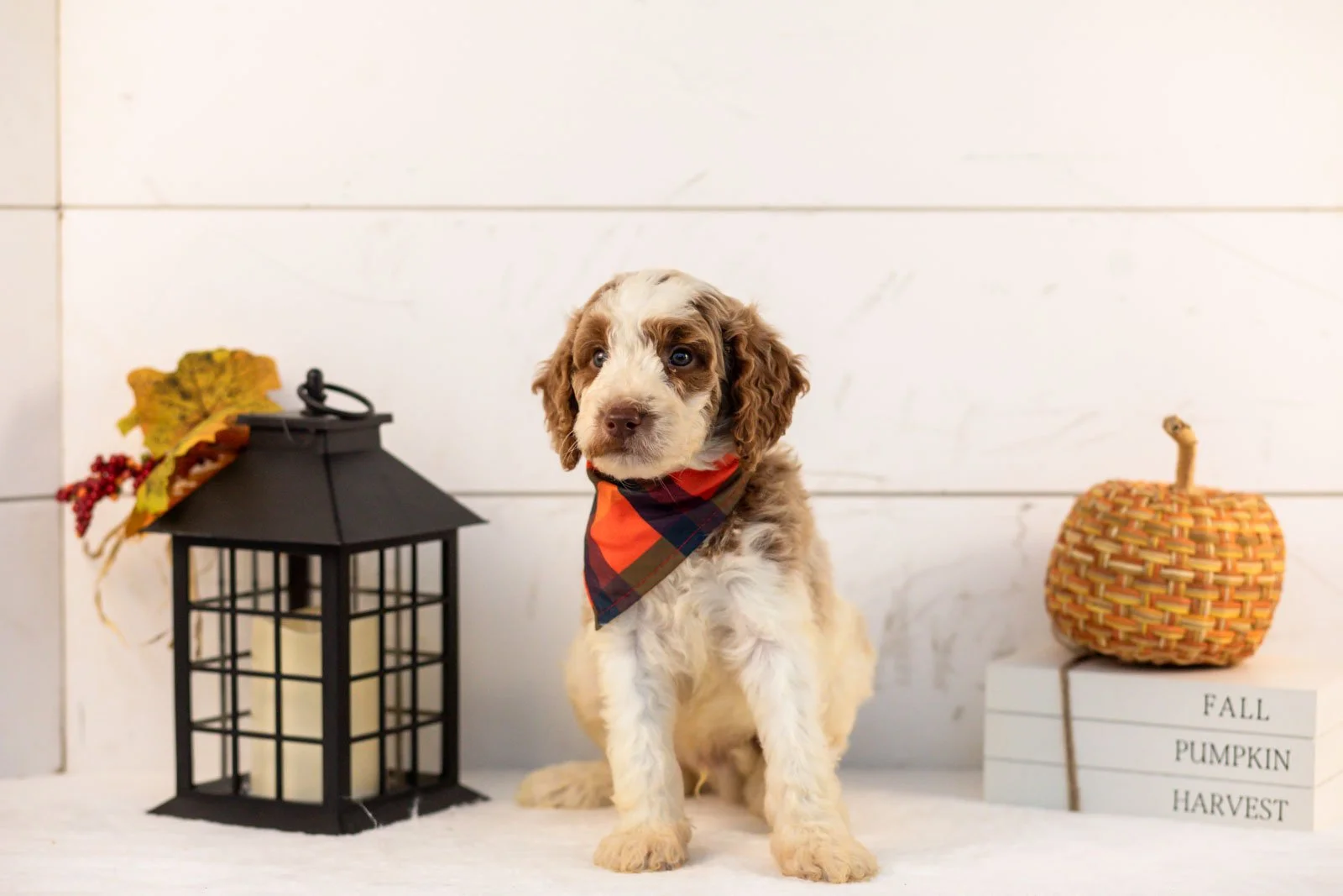 Brooks goldendoodle for sale 4.jpg