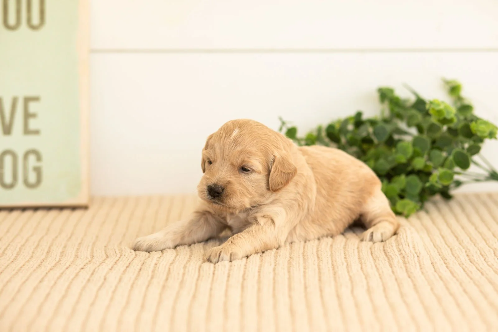 Violet goldendoodle for sale.jpg