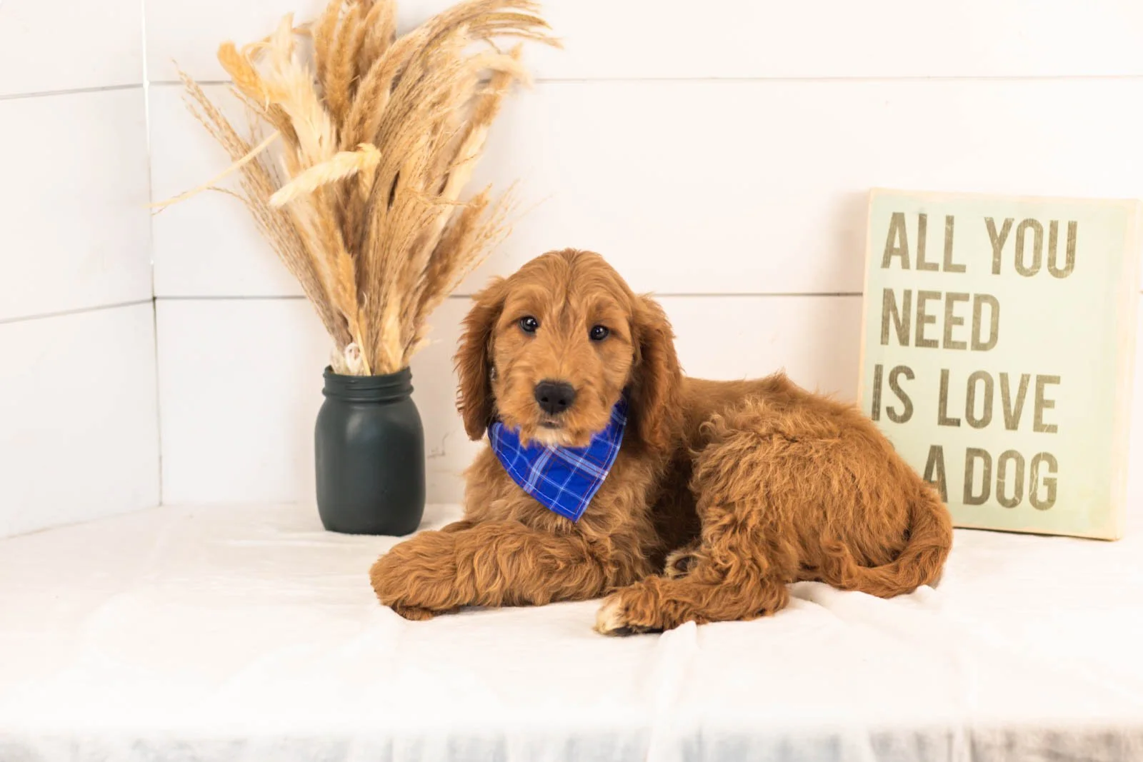 Owen goldendoodle for sale.jpg