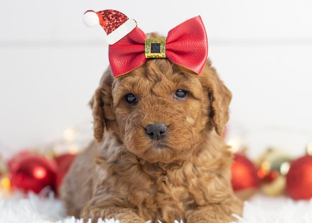 Ava goldendoodle for sale(3).jpg